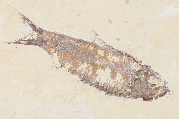 Fossil Fish (Knightia) - Wyoming #109986